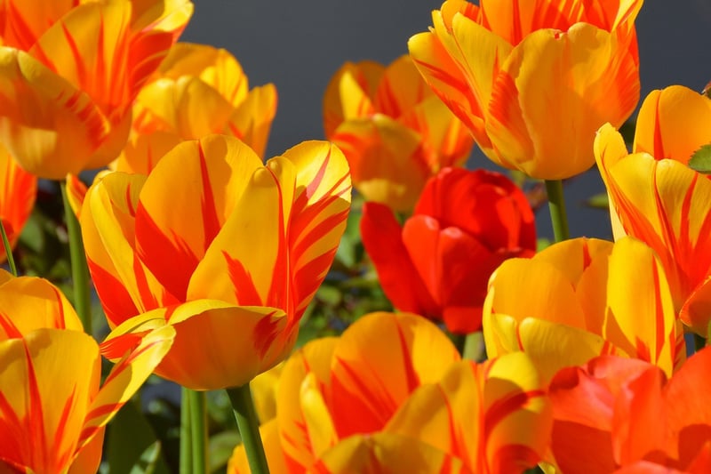 Spring Garden